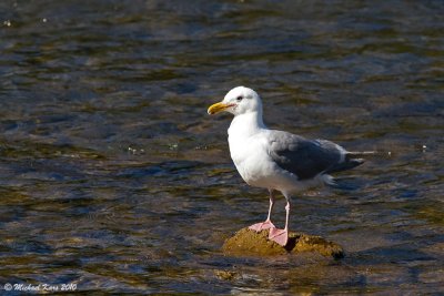 Glaucous-winged Gull - Campbell River
