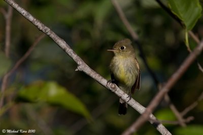 Pacific Slope Flycatcher - Campbell River