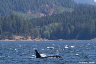 Orca - Campbell River