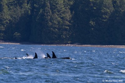 Orca - Campbell River