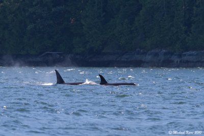 Orca - Campbell River