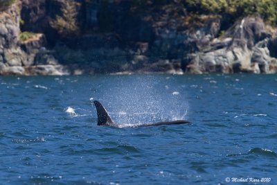Orca - Campbell River