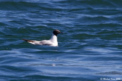 Bonaparte's Gull - Campbell River
