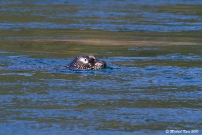 Harbour Seal - Campbell River