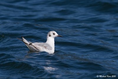 Bonaparte's Gull - Campbell River