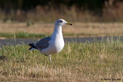 California Gull - Campbell River