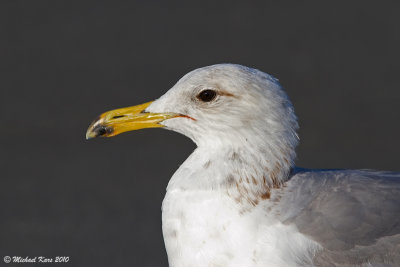 California Gull - Campbell River