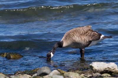 Canada Goose - Campbell River