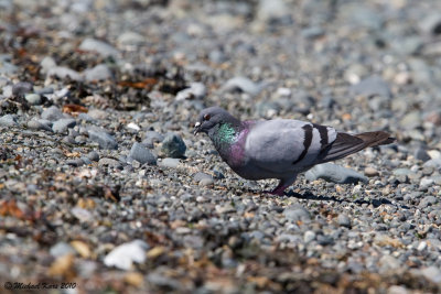 Rock Dove - Campbell River