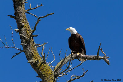 Bald Eagle - Campbell River