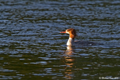 Common Merganser - Campbell River