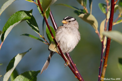 White-crowned Sparrow - Campbell River