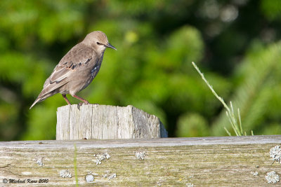 European Starling - Campbell River
