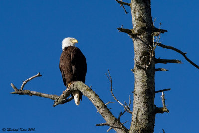 Bald Eagle - Campbell River