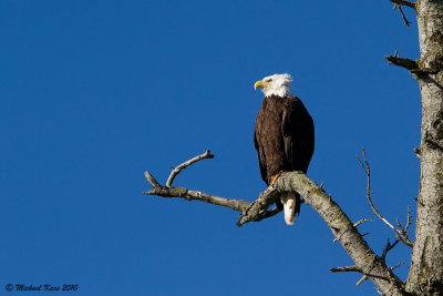 Bald Eagle - Campbell River