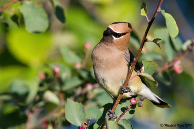 Cedar Waxwing - Campbell River