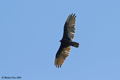 Turkey Vulture - Campbell River