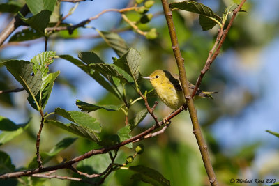 Yellow Warbler - Campbell River
