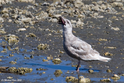 Glaucous-winged Gull - Nanaimo