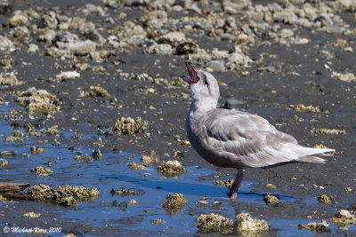 Glaucous-winged Gull - Nanaimo