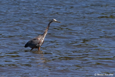 Great Blue Heron - Nanaimo
