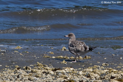 Western Gull - Nanaimo