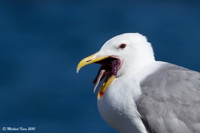 Glaucous-winged Gull - Nanaimo