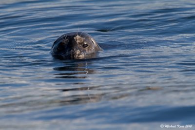 Harbour Seal - Nanaimo