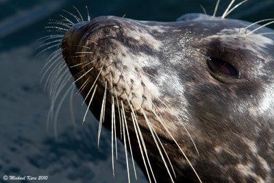 Harbour Seal - Nanaimo