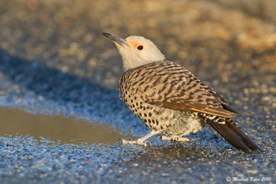 Northern Flicker - Nanaimo