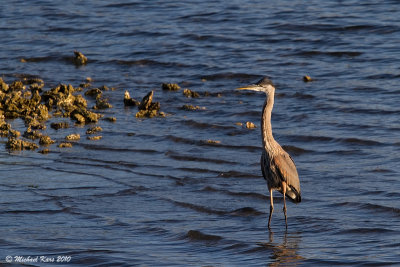 Great Blue Heron - Nanaimo