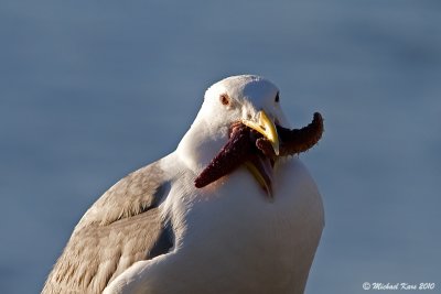 Glaucous-winged Gull - Nanaimo