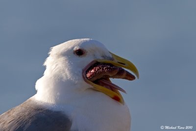 Glaucous-winged Gull - Nanaimo