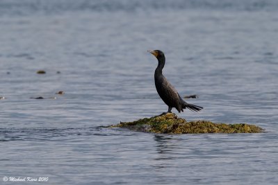 Double Crested Cormorant - Vancouver
