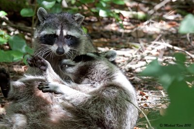 Racoon - Vancouver