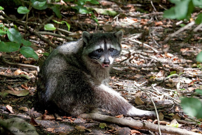 Racoon - Vancouver