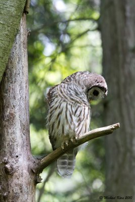 Barred Owl - Vancouver
