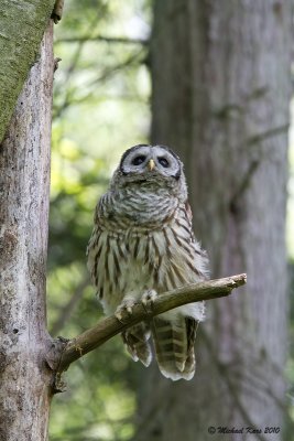 Barred Owl - Vancouver