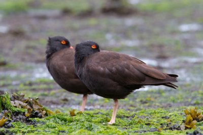 Black Oystercatcher - Vancouver