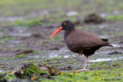 Black Oystercatcher - Vancouver
