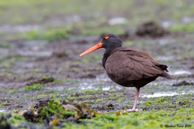 Black Oystercatcher - Vancouver