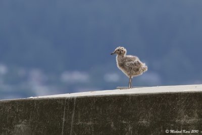 Glaucous-winged Gull - Vancouver