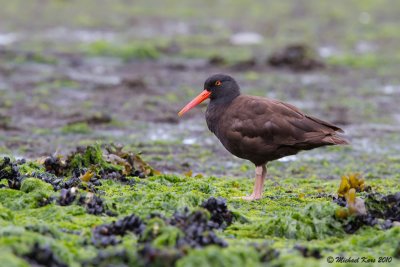 Black Oystercatcher - Vancouver