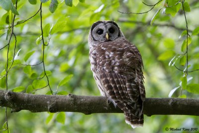 Barred Owl - Vancouver