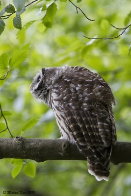 Barred Owl - Vancouver