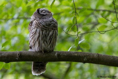 Barred Owl - Vancouver
