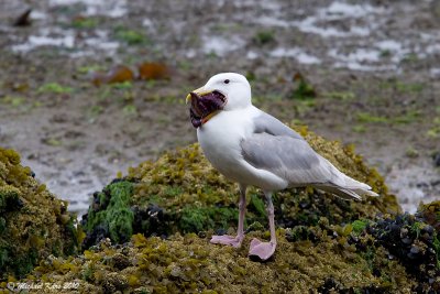 Glaucous-winged Gull - Vancouver