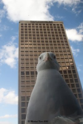 Glaucous-winged Gull - Vancouver