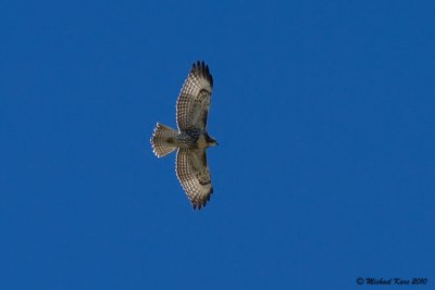 Red-tailed Hawk - Vancouver
