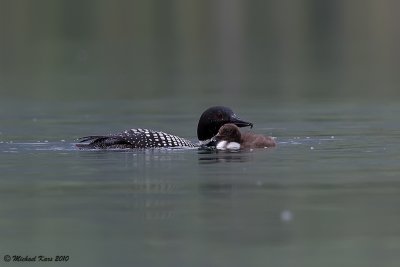 Great Northern Diver - Pyramid Lake - Jasper